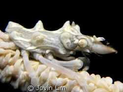 White wire coral crab (Xenocarcinus tuberculatus) taken i... by Jovin Lim 